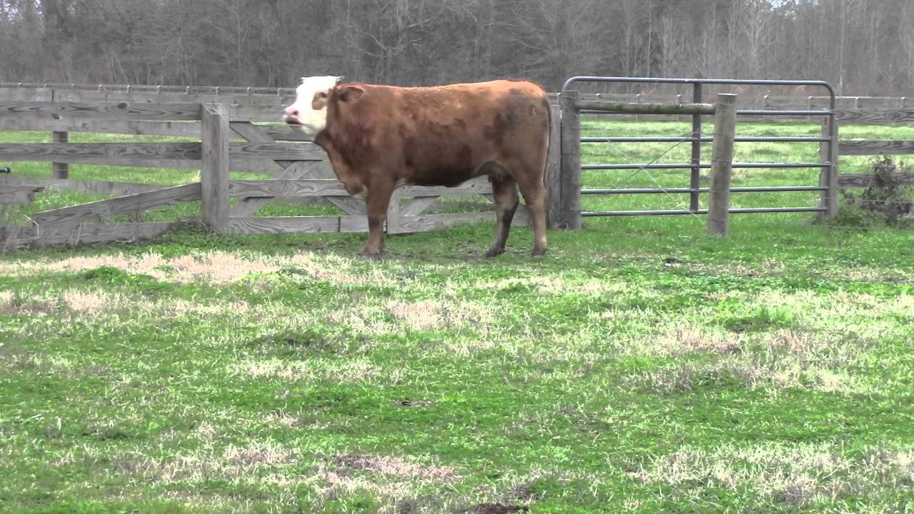 Pointe Coupee Chamber of Commerce Promo YouTube