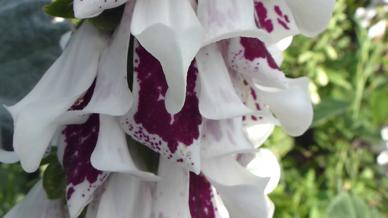 White Foxglove - Digitalis Pam's Split -  Fingurbjargarblóm - Hvít blóm - Skrautplöntur - Sumarblóm
