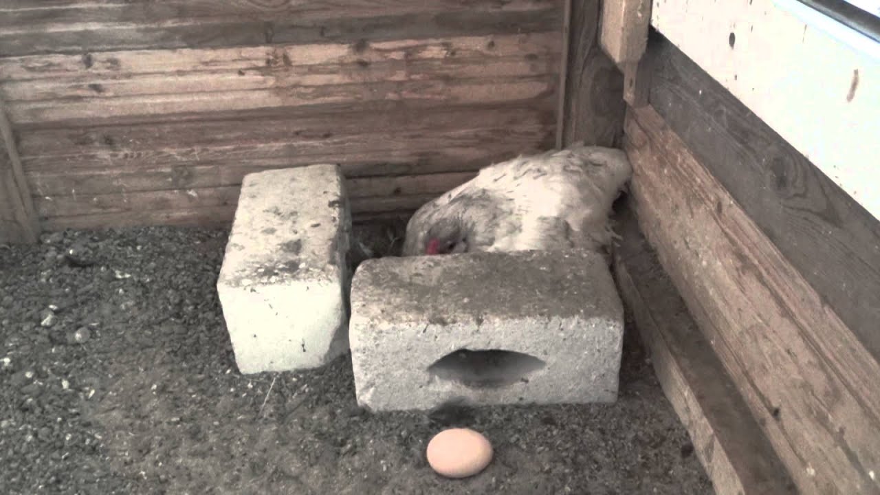 Krankes Huhn oder nicht?