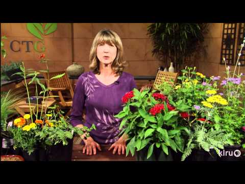 Como atrair borboletas | Central Texas Gardener
