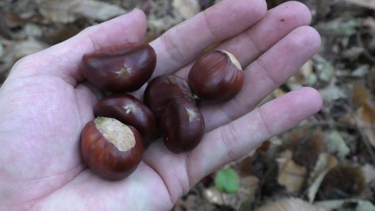 Kastanjes Zoeken in het bos YouTube