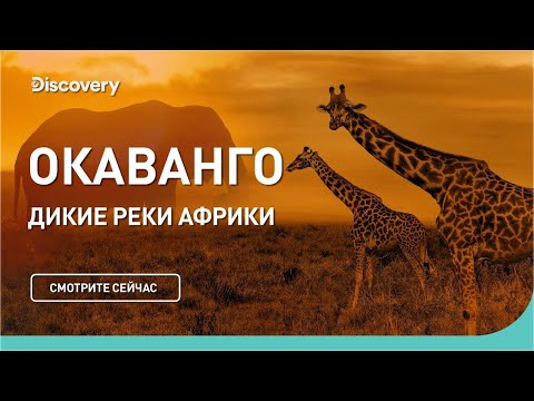 Окаванго | Дикие реки Африки | Discovery