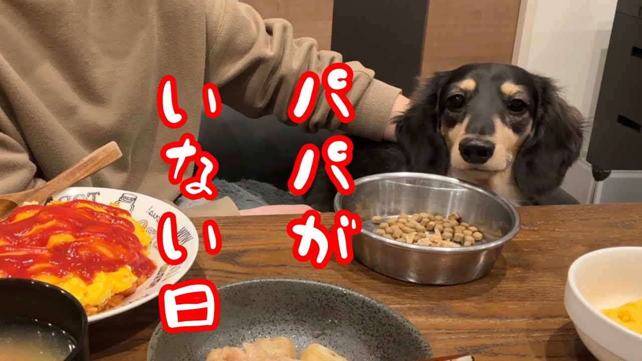 パパがいない日/モーニングルーティン【ミニチュアダックス】