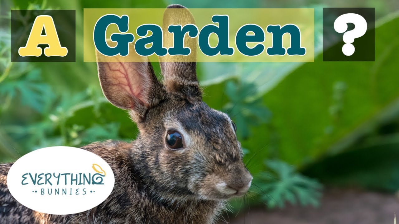 Bunny Gardening for Beginners. How Do You Make One? What Can I Plant