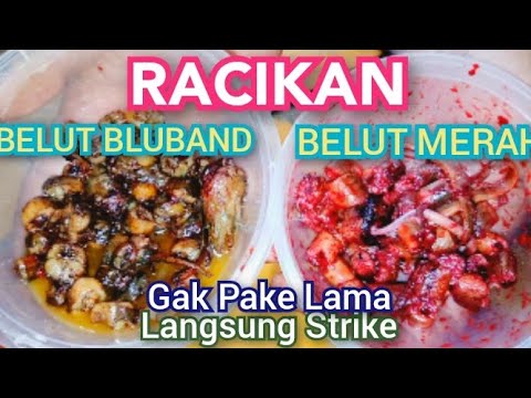 UMPAN GACOR BELUT MERAH DAN BELUT BLUBAND