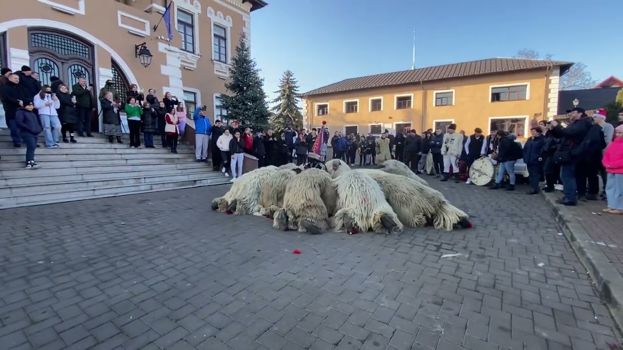 Urși de la Vadu Moldovei ❤️🐻💪