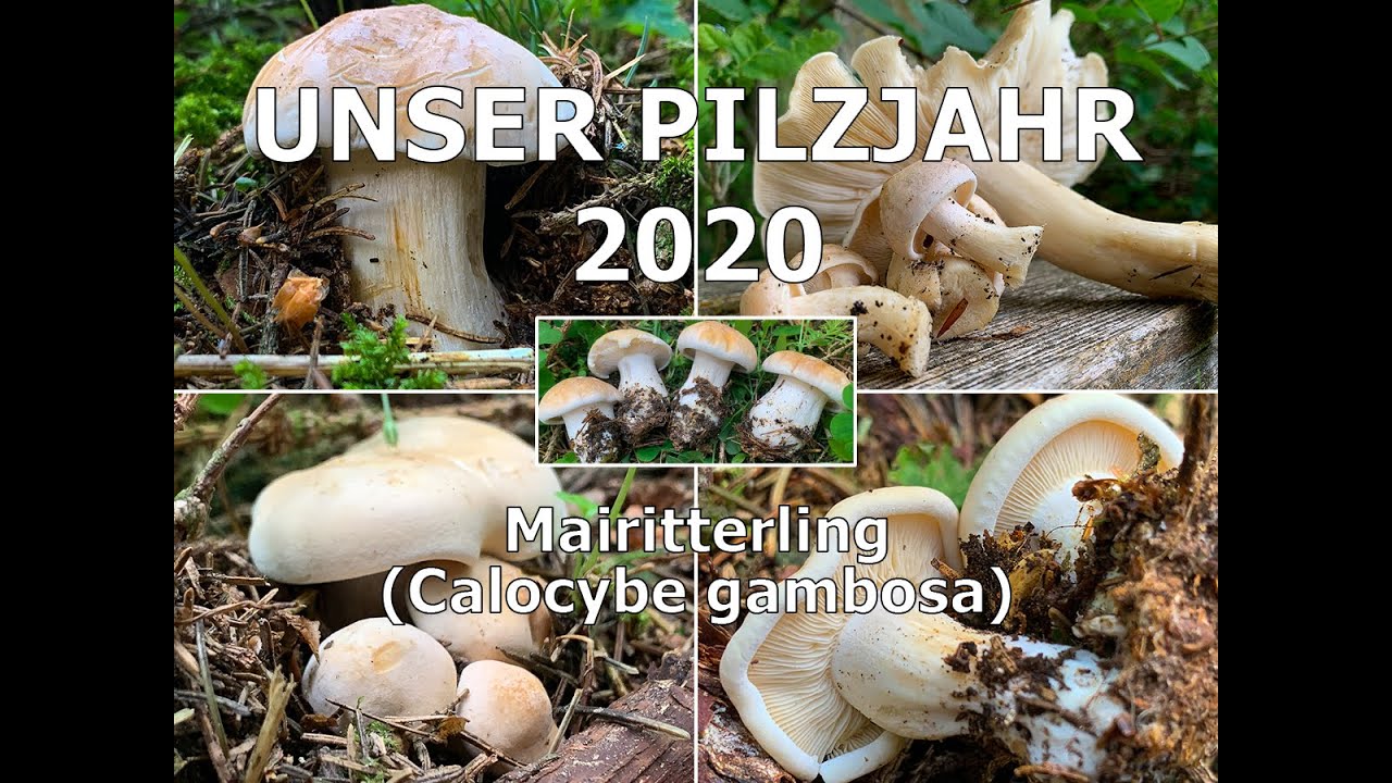 Unser Pilzjahr 2020 - Mairitterling, Maipilz, Georgsritterling, Maischönkopf, Calocybe gambosa