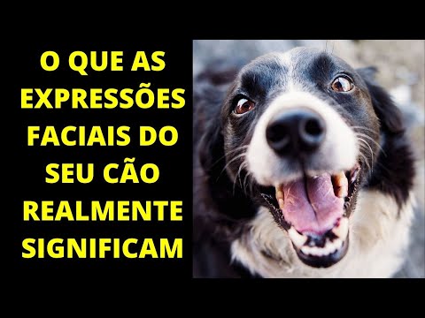 Vídeo: As expressões faciais do seu cão podem não significar o que você acha que fazem