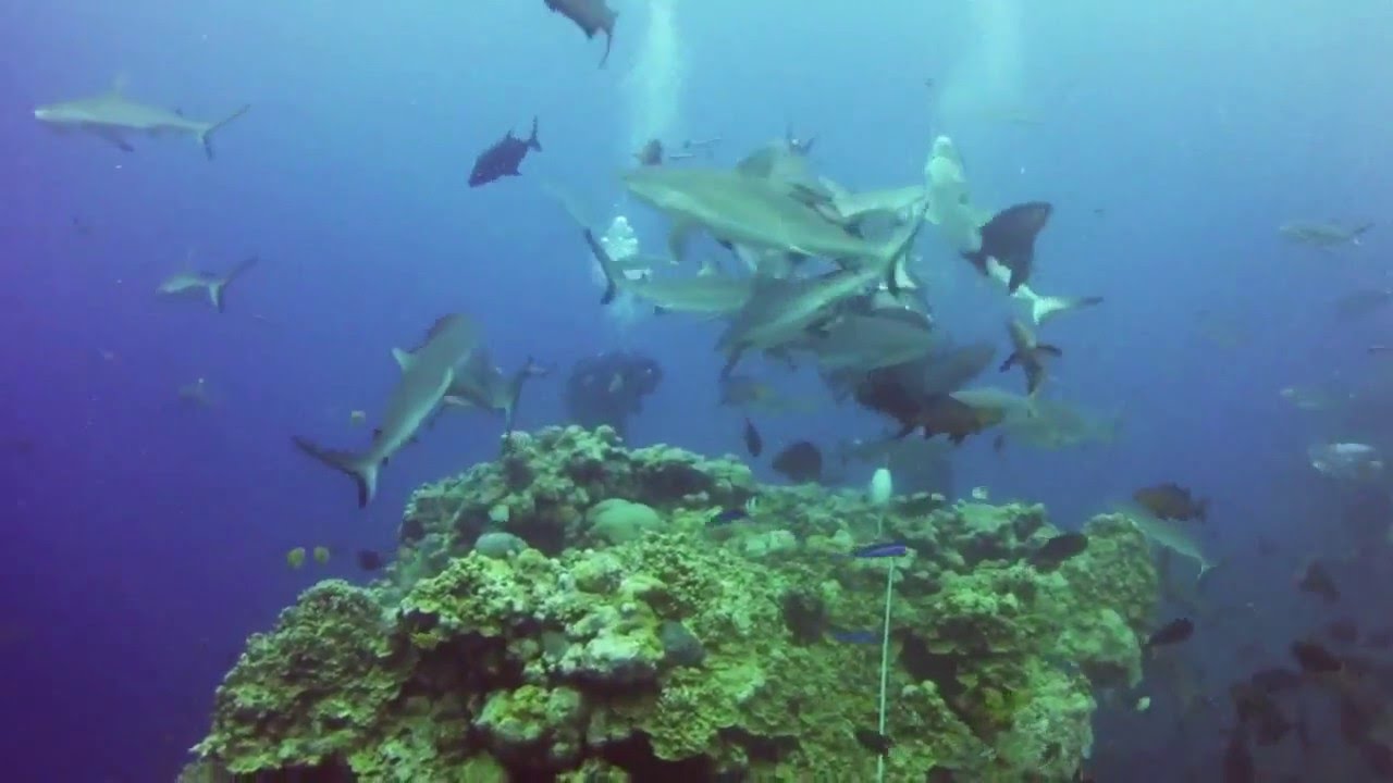 Coral Sea -Shark Feed at North Horn