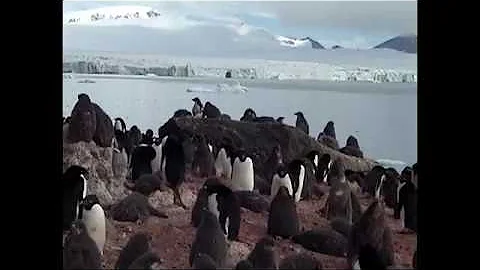 Antarctic Peninsula.  Part 23. Adelie Penguins colony