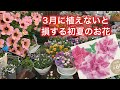 【3月に植える初夏の神花】ペチュニア、サフィニア、アズーロコンパクト、今が植え時です。