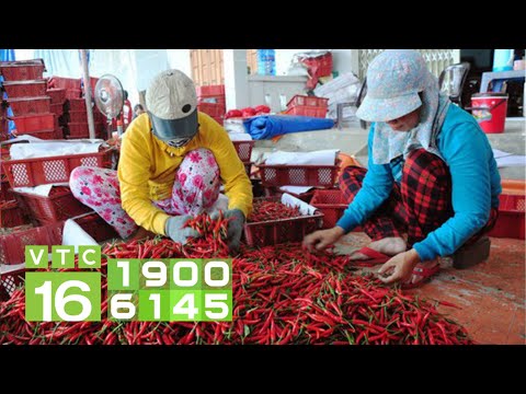 Trung Quốc ngừng nhập khẩu, doanh nghiệp mua ớt lo phá sản | VTC16 | Foci