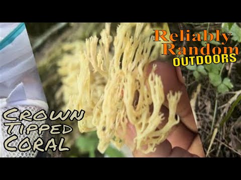Video: Coral mushroom - a dietary and very he althy delicacy