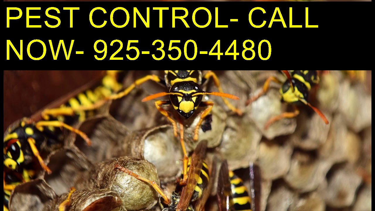 Dial 925 350 4480 Spider Extermination Clovis CA