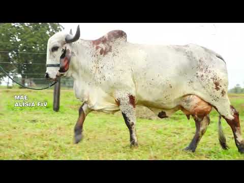 LOTE 24 ELURA FIV KING DOC RANCHO 3 IRMÃOS 7789 CI