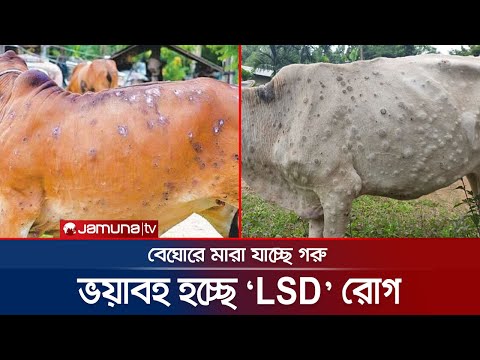 ভিডিও: ইভান গ্রোজনিজ। 5 মিথ