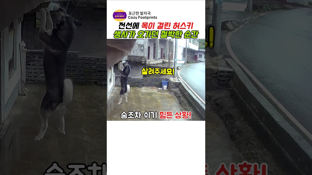 전선에 목이 걸린 허스키 생사가 오가는 절박한  순간 #반려견 #반려동물 #강아지 #허스키 #시베리안허스키 #강아지구조 #감동영상 #반려견안전