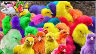 Ayam Warna-warni,Ayam Lucu Dunia, Ayam Seluruh Dunia, Bulu Warna Warni, Hewan Lucu Kelinci Lucu