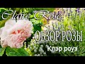 Обзор розы Клэр роуз Claire Rose