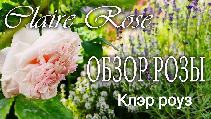 Клер роуз энциклопедия. Клер роуз энциклопедия