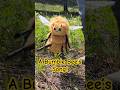 Bumble Bee Puppet Dancing to Song for World Bee Day! #bumblebeeconservation #worldbeeday #beesong