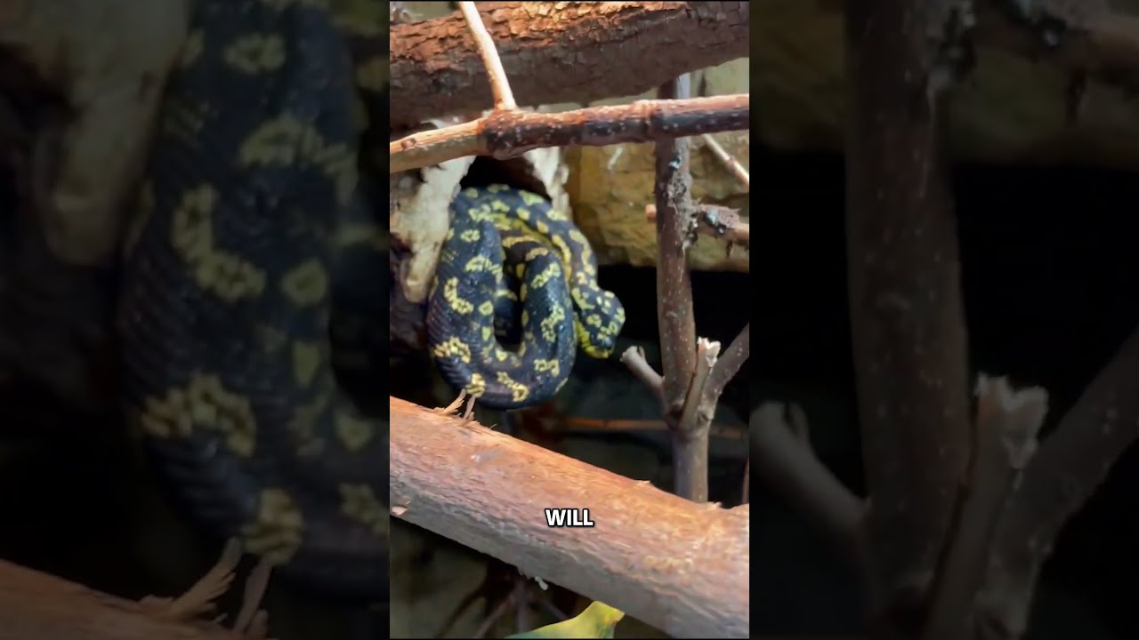 16 Foot Snake Terrorizes Aussie House 