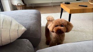 Día Con Mi Caniche Toy Peluquería, Cuidados, Juegos Y Más