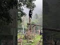 Rescued Moon bear levels up his climbing skills | Animals Asia #animals #moonbear #sanctuary #bear