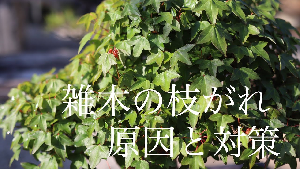 ヒメシャラの枝がれ対策 ご質問にお答えします Youtube