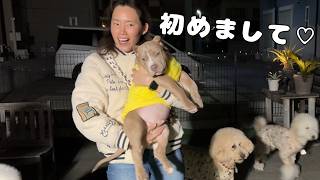 【初対面！】ついに我が家、ピットブルのパピーに会いに行ってきました！♡｜グレートピレニーズ&オールドイングリッシュシープドッグ&トイプードル