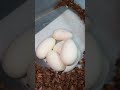 New Pied Ball Python Clutch Of Eggs!