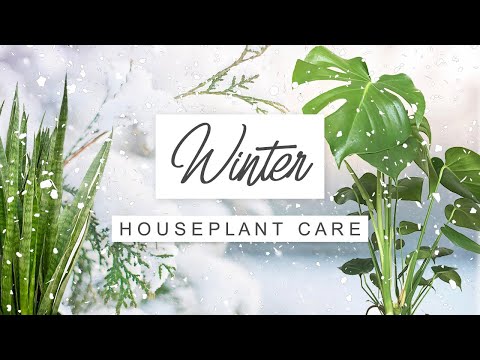 Video: Overwintering Houseplants - Kawm Txog Dieffenbachia Lub caij ntuj no Care