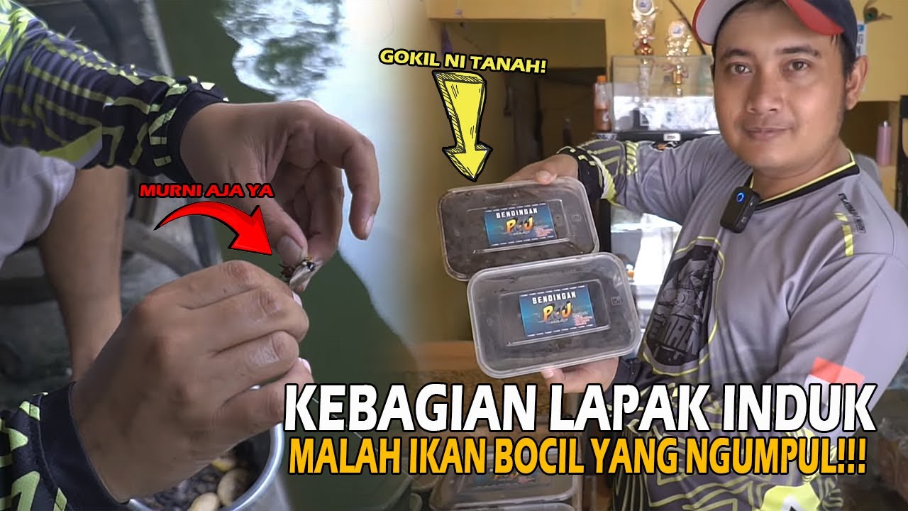 IKAN PASTI KUMPUL KALO NYIUM  AROM,A TANAH MISTEIUS INI ❗❗ UMPAN MURNI AJA IKAN MASIH LAHAP MAKAN!!!