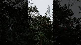 Pengusir  kelelawar  pada pohon rambutan