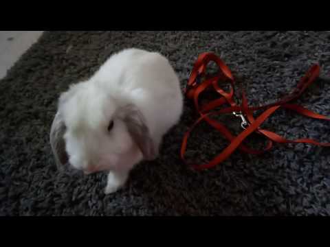 Видео: Как приручить кролика на поводке