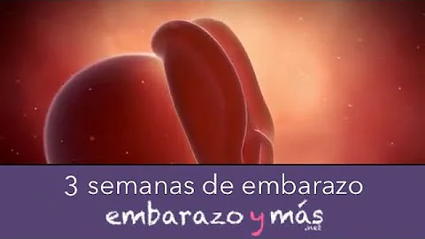 Que tamanho é um feto de 3 semanas?
