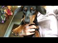 A day in my life - a miniature dachshund