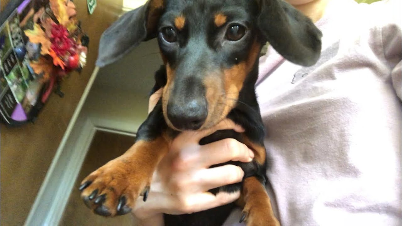 A day in my life - a miniature dachshund - YouTube