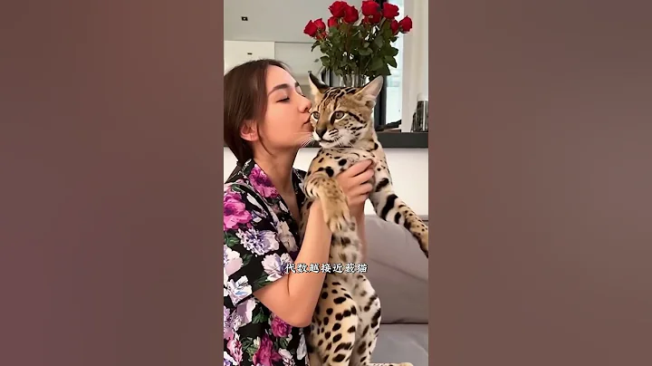 Video 11720431: savannah cat serval, leopard serval, leopard cat animals