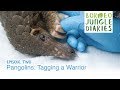 Borneo Jungle Diaries: Episode Two - Pangolins: Tagging a Warrior [UHD/4K] SZtv