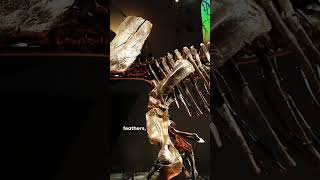 The Most Important Dinosaur Fossil Discoveries of All Time