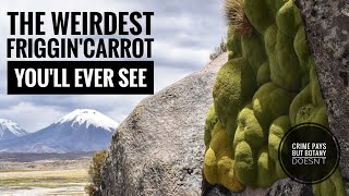 The Weirdest Friggin Carrot Youll Ever See