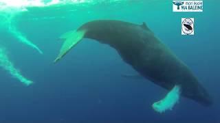 Chant d'un mâle Baleine à bosse en Guadeloupe