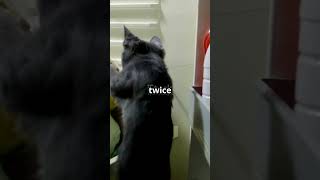 Cat Caught Stealing From Fridge – Too Cute to Get Mad!