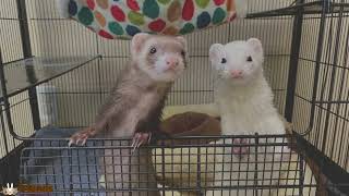 Bristol Animal Shelter - 401Gives Day 2022
