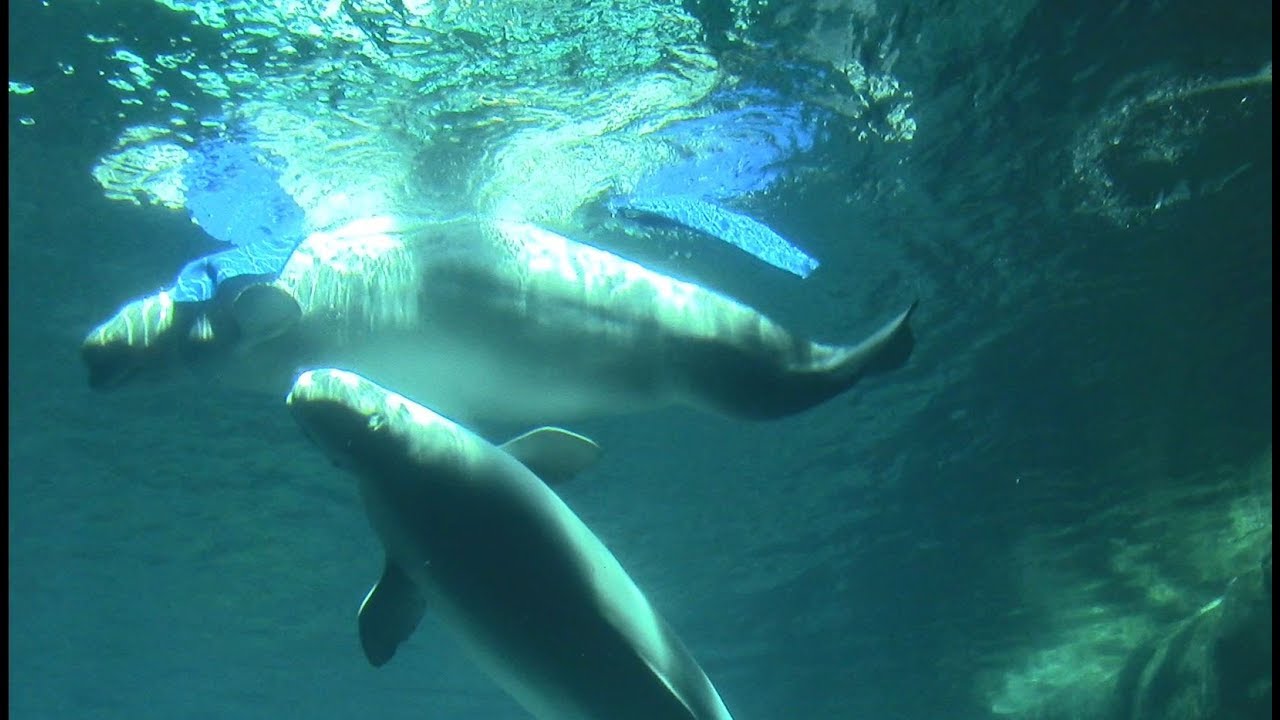 Aquarium Beluga Underwater Viewing with Toy Play (4/22/17