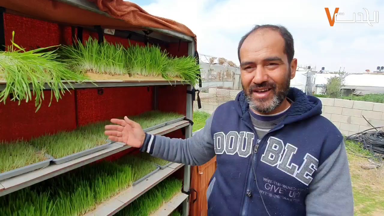 في غزة نجاح فكرة الشعير المستنبت