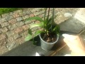 Орхидея ч.1. Мой метод полива орхидеи Удобрения Простые принципы правильного ухода за цветами