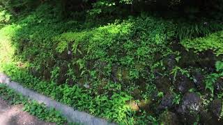 2020/06/10 フシグロセンノウレポ①