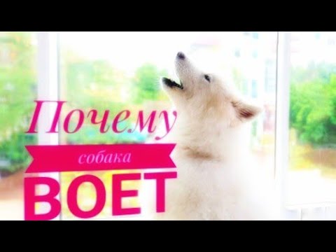 Почему собака воет